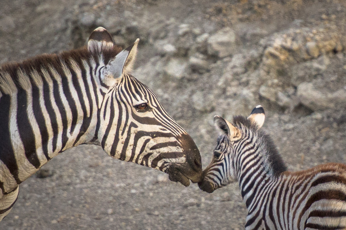 This female zebra checks her newborn, probably born just hours before this photo was made.